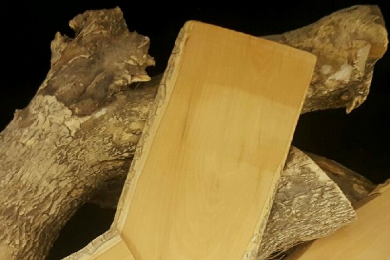 Troncos cortados de madera de boj