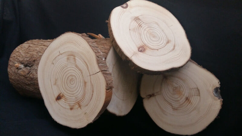 Troncos cortados de madera de ciprés