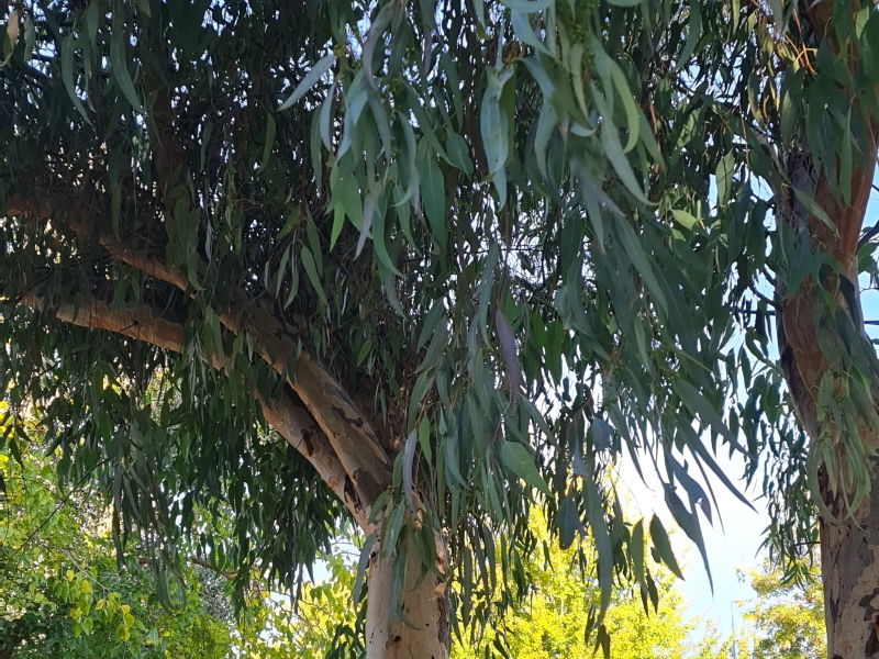 Vistas de un árbol de eucalipto
